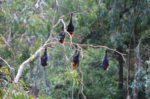 fruitbats-neil-fahey-2