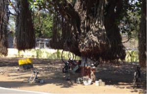 rashida-murphy-cycle-banyan-tree